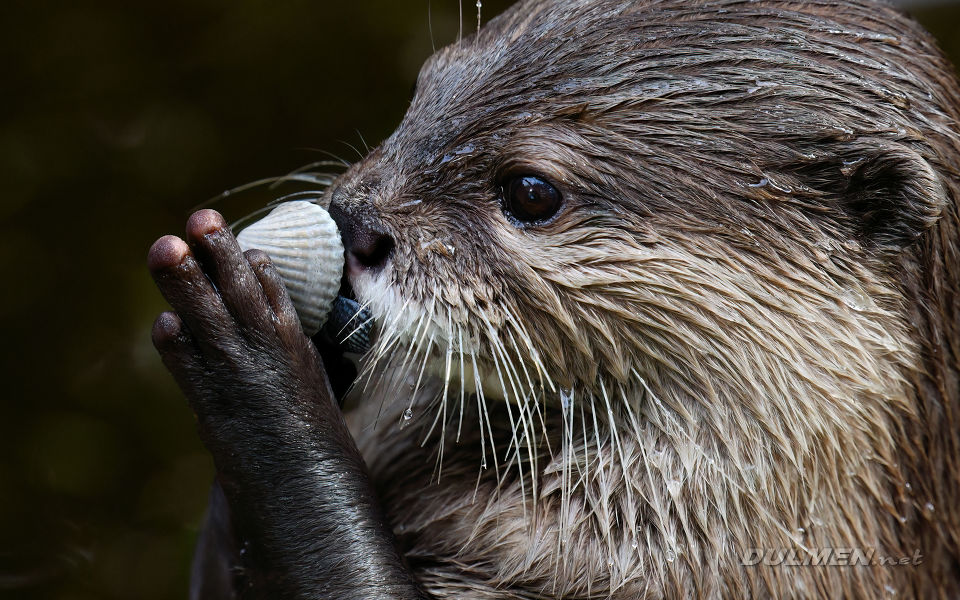 Asian small-clawed otter (Aonyx cinereus)